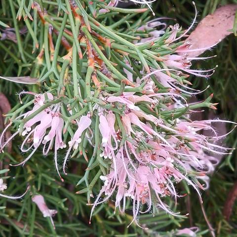 国王公园（六）