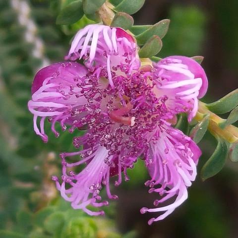 国王公园（九）