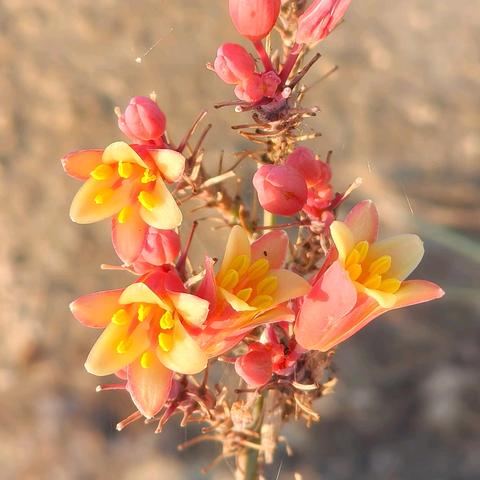 面包村的植物（上）