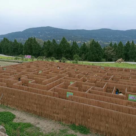 心田花开一起走