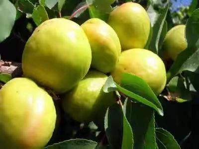 从春到夏 ，“杏” 运相伴——连北店幼儿园杏子成长记