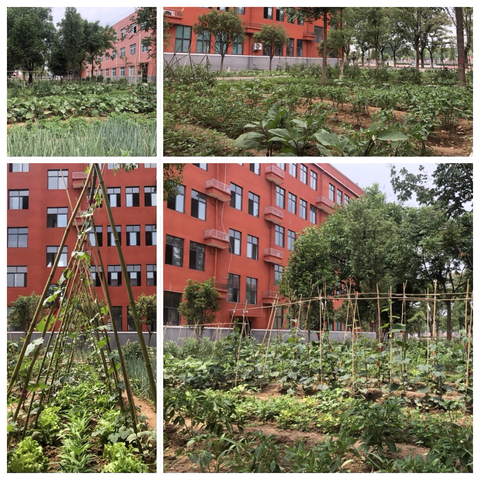 🌾【耕读东坡·劳动筑梦】安良镇一中劳动教育基地成果纪实——从土地到赛场的成长答卷