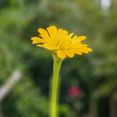 【课程故事】悄然“印”记—植物拓印
