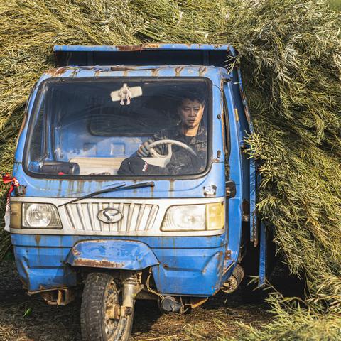 做毛料（毛竹梢加工）