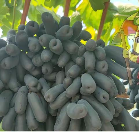 水溶肥怎么使用效果好？