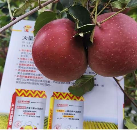 钙肥，徐大叔案例