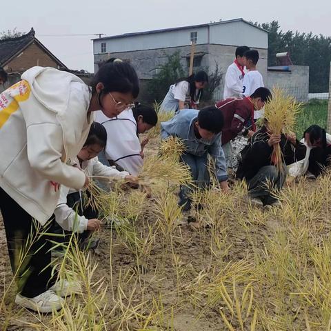 爱劳动 喜收获 ——张良七小劳动教育掠影