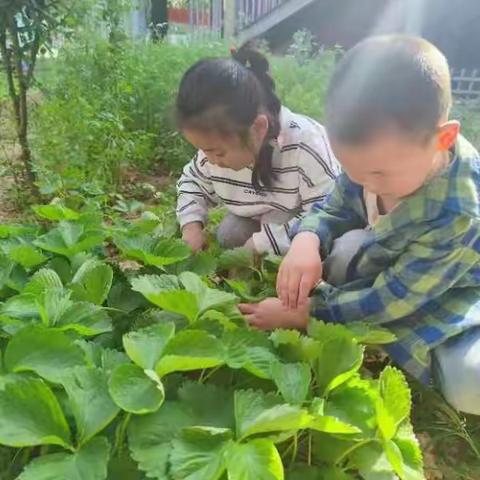 “幼”见成长，“植”得期待——解放区第一幼儿园马涧园区种植活动