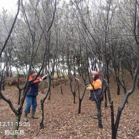 【即墨园林】加强园林精细化管理 不断提升城市“颜值”