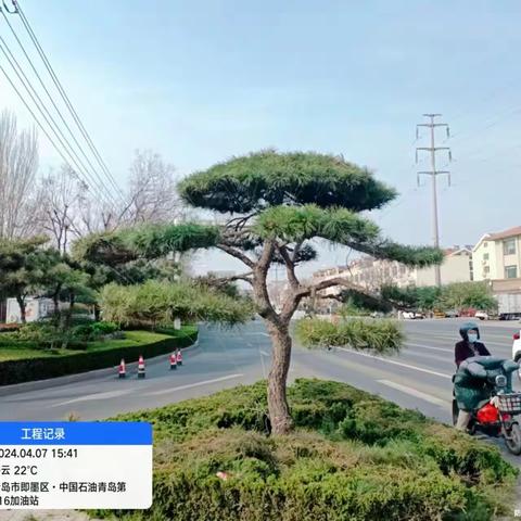 【即墨园林】加强园林精细化管理 不断提升城市“颜值”