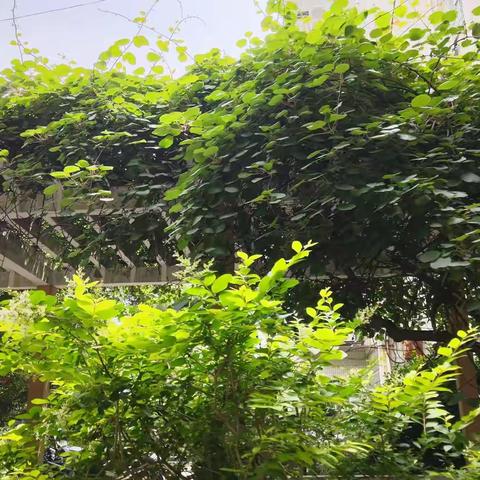 阳光体育点燃校园青春能量 ——丰城一中大课间掠影