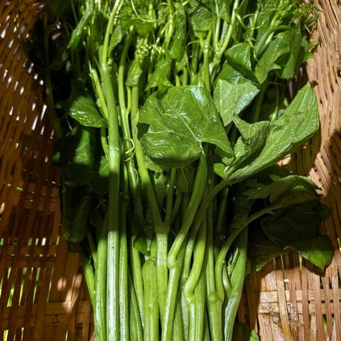 i购生鲜超市新鲜青菜大升级敬请光临选购