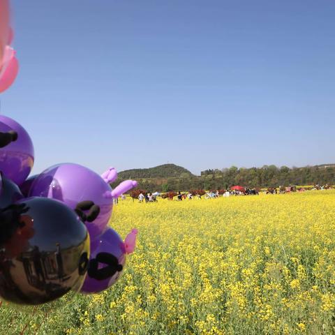 油菜花盛开的季节……