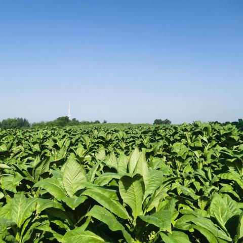 【盐驿古镇】加强技术指导服务助推烤烟产业发展