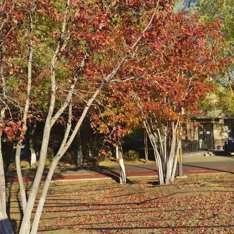 开鲁滨水公园的秋韵