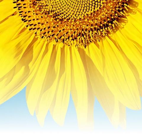 “新”师上岗展新姿，“老”师引领促提高----临沂孟园实验学校小学数学低数组新上岗教师公开课展示及研讨活动