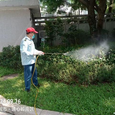 【福田爱卫】华强北街道：2024年9月26日，日常组织病媒生物防治工作。控制四害密度，为降低登革热