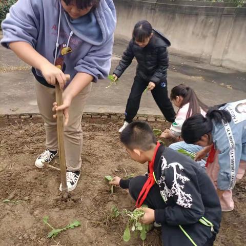 劳动砺心志，实践促成长——挖沟小学劳动教育实践活动