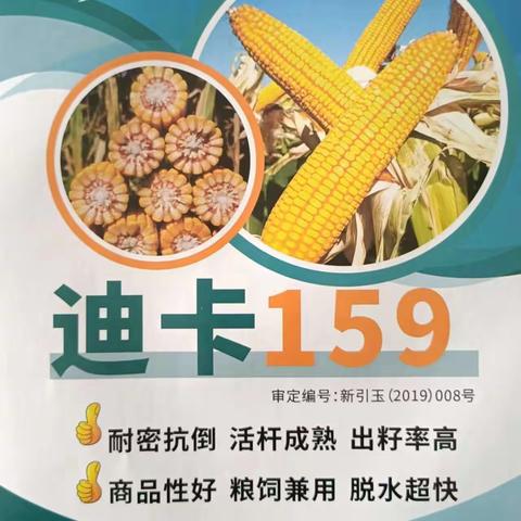 迪卡159