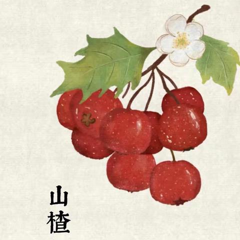 【政教人事 ·雅俗通融】“育”见美味 快乐“楂”堆||正定新区第二幼儿园山楂采摘实践活动