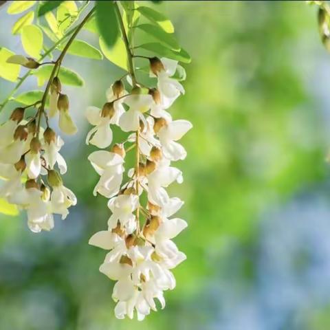 人间四月芳菲尽，犹有槐花依旧香——中三班食育课程《槐花鸡蛋饼》