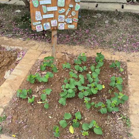 小八班之毛豆种植记