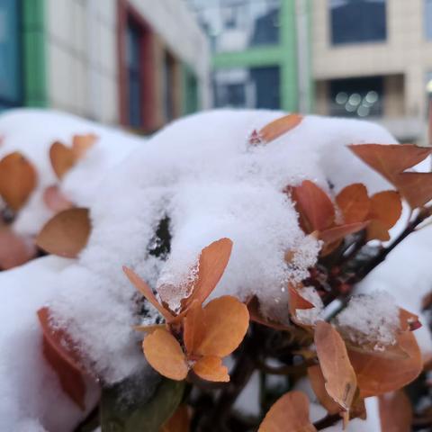 【二幼•保健】——暴雪来袭 加强防范丛台区第二幼儿园暴雪极端安全提示