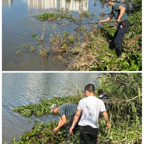 清理水浮莲 保护通什水