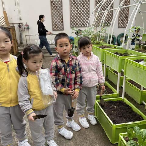 幼儿园中三班自然教育种豆角