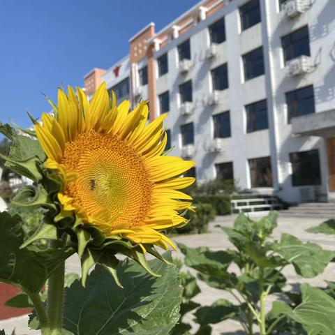 “向下扎根”——北京市育英学校密云分校2023级小初衔接课程