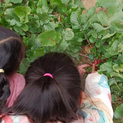 开源金桂花园幼儿园的简篇