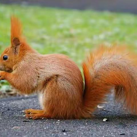 大家好我是北马路小学一五班的王禹舜，今天给大家带来的亲子故事是《小松鼠回家》