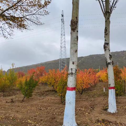 十月踏秋 在金色的季节里漫步