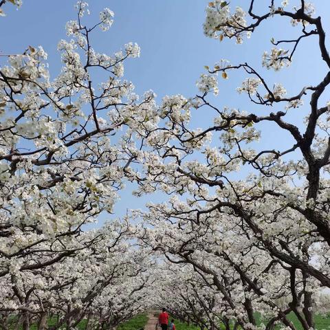 踏春赏花 —徐口幼儿园春游活