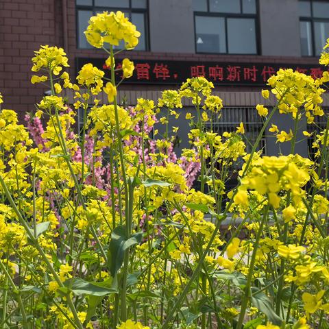 最美人间四月天，校园环境展新颜----王楼镇第一中学校园改造提升计划