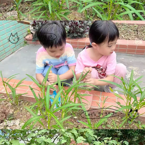 竹幼大三班劳动月主题活动