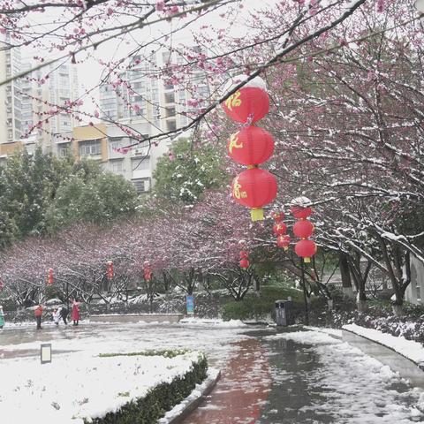 梅花欢喜漫天雪