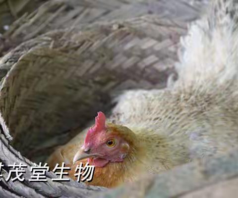 让鸡吃什么可以多下蛋？鸡吃什么饲料添加剂能够提高产蛋量？