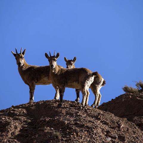 给野生动物拍照很辛苦，不过很好玩（1）
