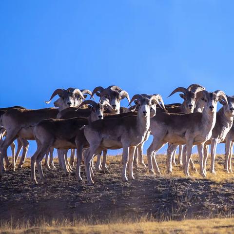 给野生动物拍照 很辛苦，不过很好玩（3）