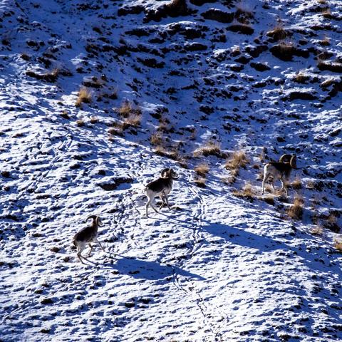 给野生动物拍照很辛苦，不过很好玩 （2）