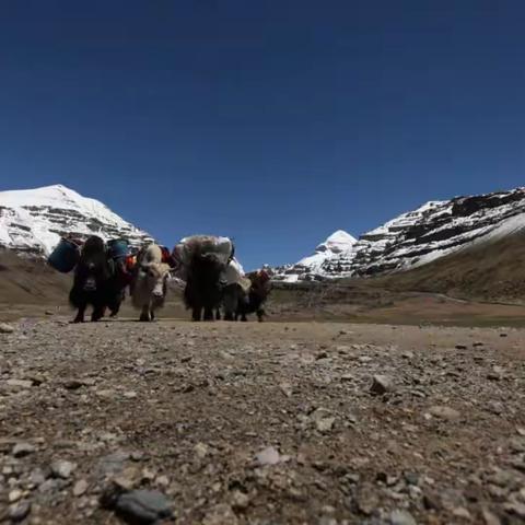 西藏旅游那些事之牦牛