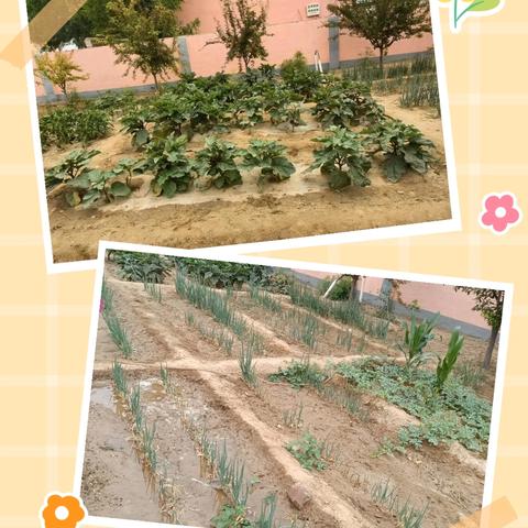 躬耕励心志   欢乐庆丰收——汀罗镇中心小学种植基地喜获丰收