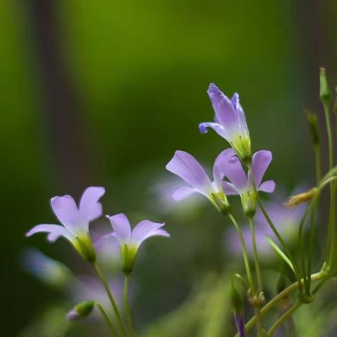 520，願“紫叶幸运草”为你带来幸福吉祥🌸