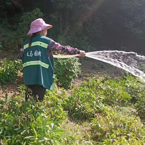 抗旱在行动--义马市城市管理局全面抓好抗旱保绿工作