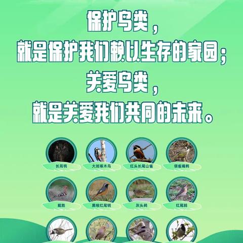 童心护飞羽 共筑爱鸟梦——西安市莲湖区第八幼儿园爱护鸟类主题活动