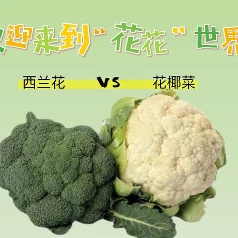 森林植乐园项目活动——大三班【欢迎来到“花花”世界】种植课程故事