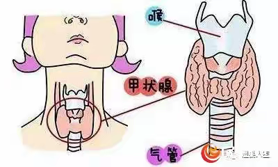 甲甲甲-甲状腺