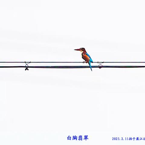 云南百鸟图（2）-2