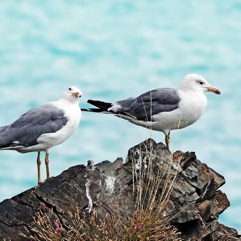 高加索三国游-打鸟篇